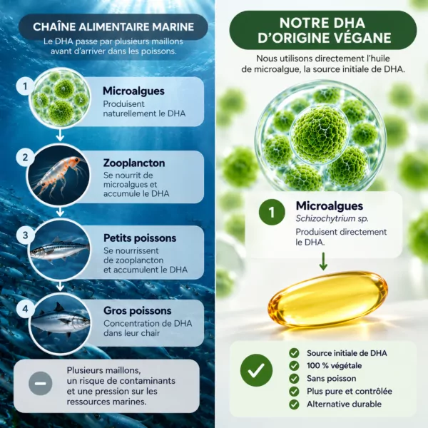 DHA marin ou DHA de microalgue : deux parcours